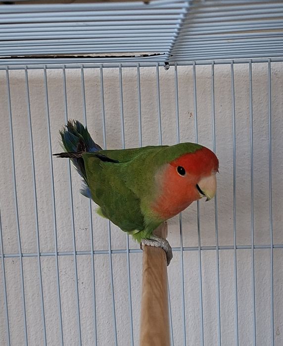 Agapornis roseicollis longfeather