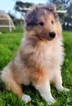 Owczarek szkocki długowłosy collie, szczeniak,piesek  Less