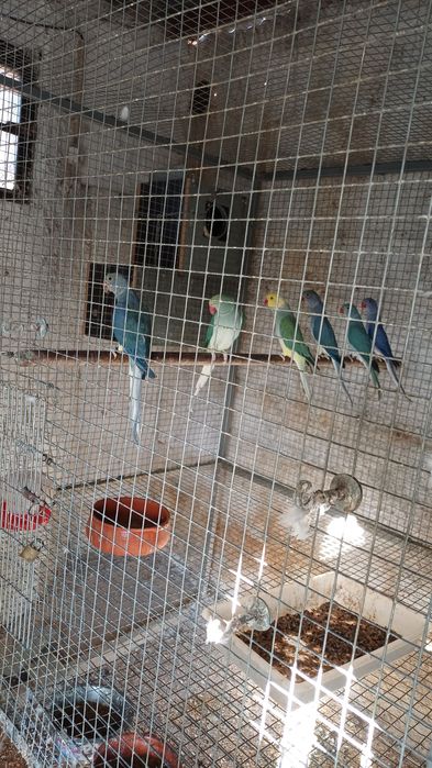 Ring neck violeta cleartail