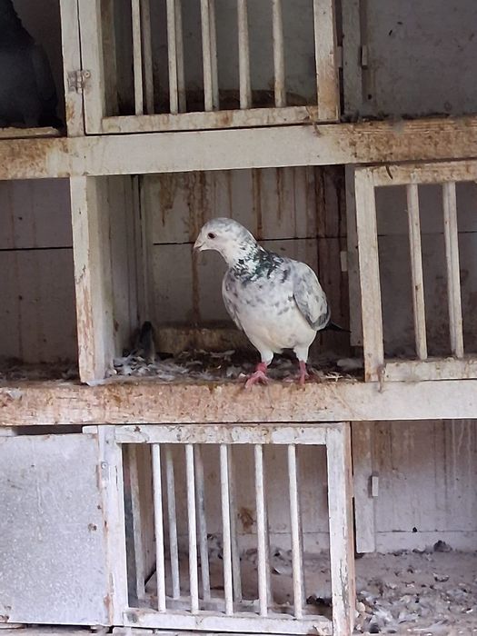 Likwidacja Hodowli Gołębie pocztowe plus zegar Tauris compact plus