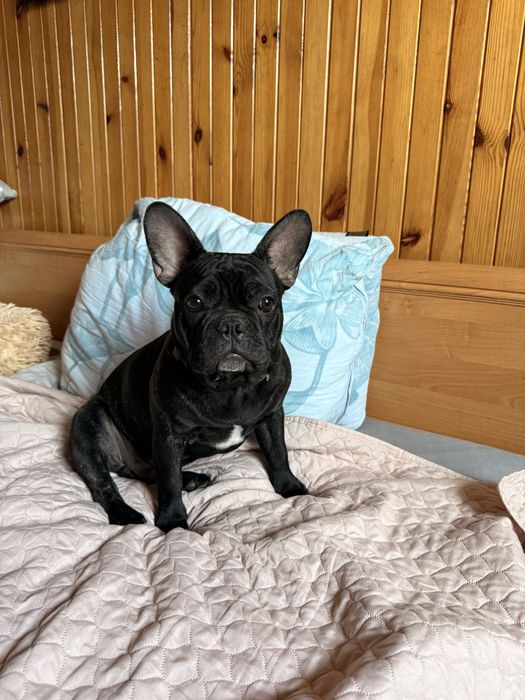 Buldog francuski