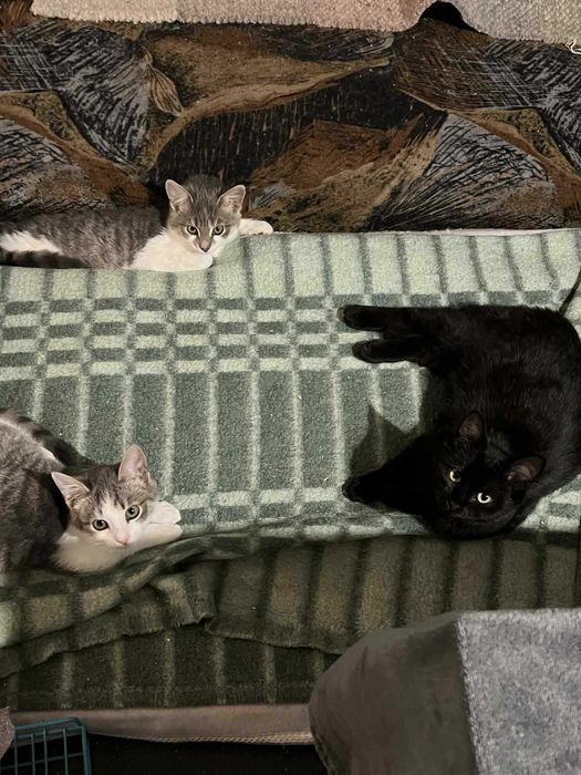 Красуні досі без дому... Скучають