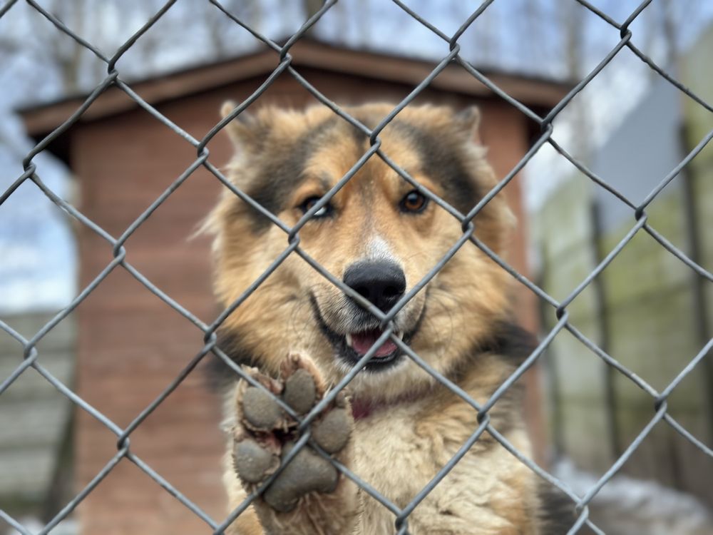 Piękny północniak do adopcji