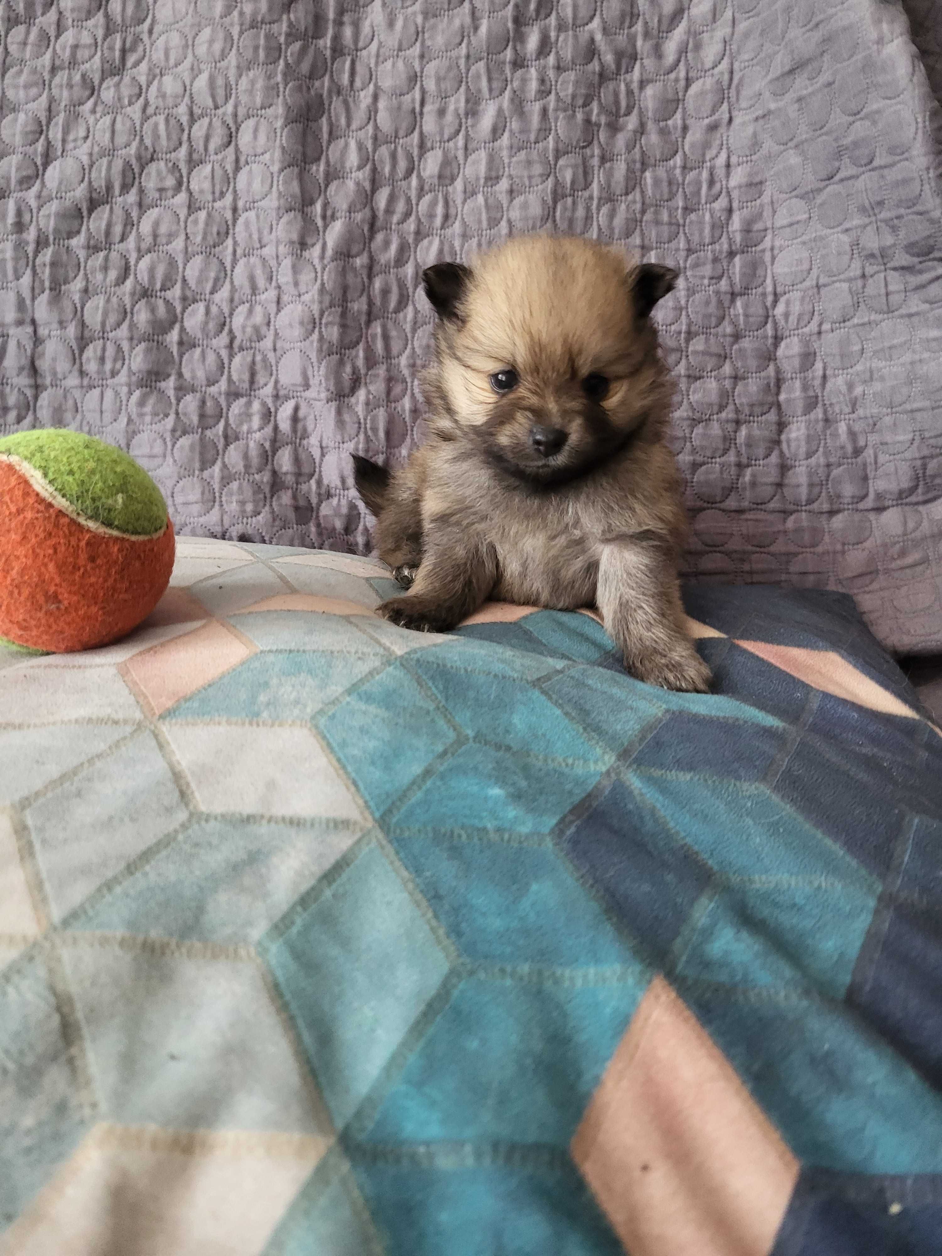 szpic miniaturowy pomeranian