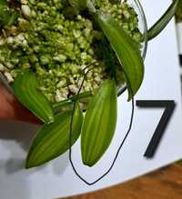 Vanilla planifolia variegata wanilia storczyk kolekcjonerski kolekcja