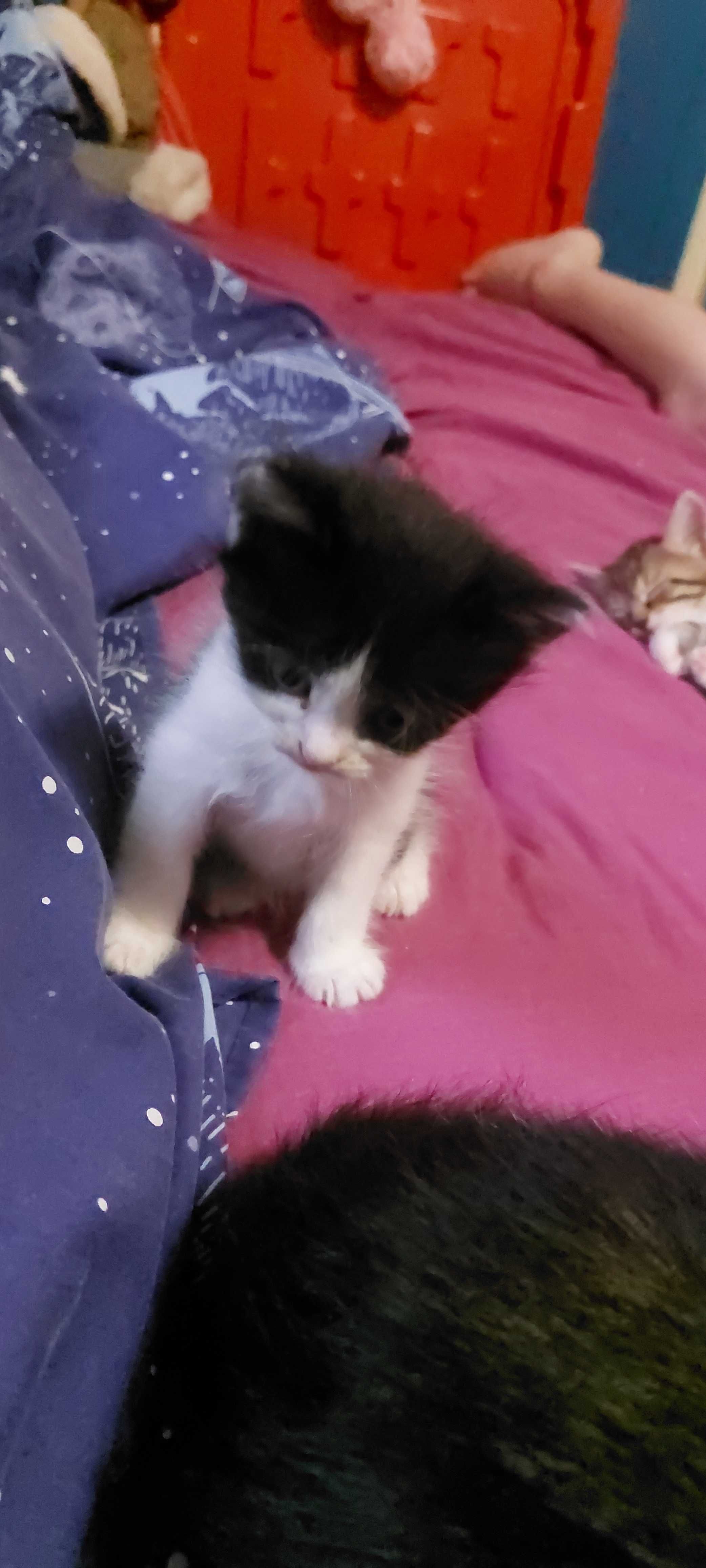 Кошеннята шукаю родину.
