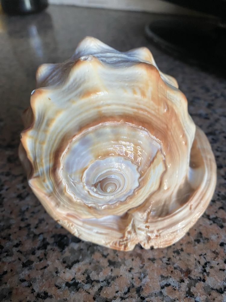 Concha Búzio Rei – 14x10x8 cm – Peça Natural Decorativa