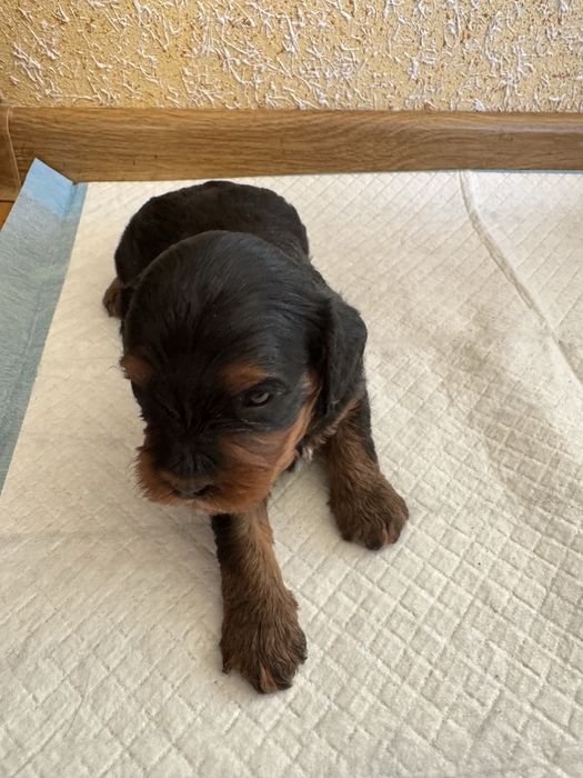 Cavapoo, Cavalier King Charles Spaniel, Pudel