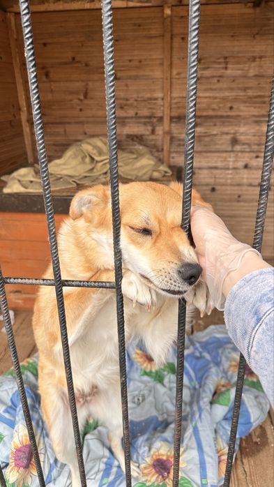 Стерилізована собака