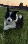 Border collie piesek
