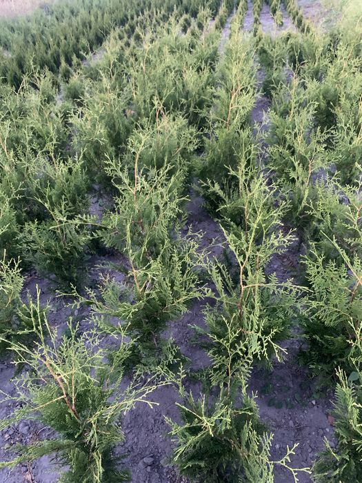 Туя кипарисовик колумна брабант тис смарагд