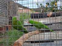 Casal Loris chloropedotus com cites