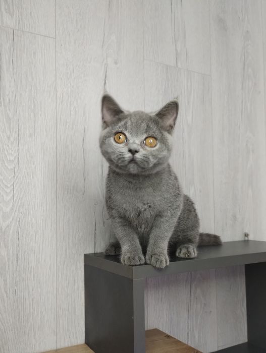 Чистокровна шотландська принцеса -прямовушка з ВАКЦИНАЦІЄЮ