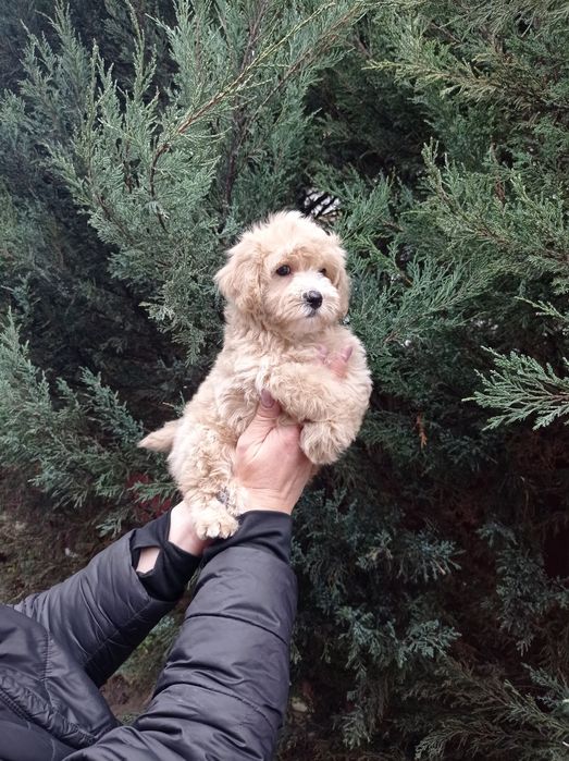 Мальчик мальтипу ф1