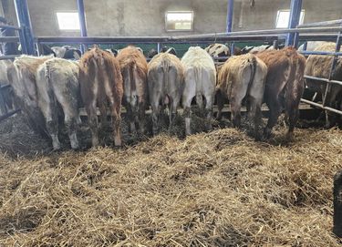 byk byczki byki odsadki mięsne krzyżówki Limousin Angus Hereford