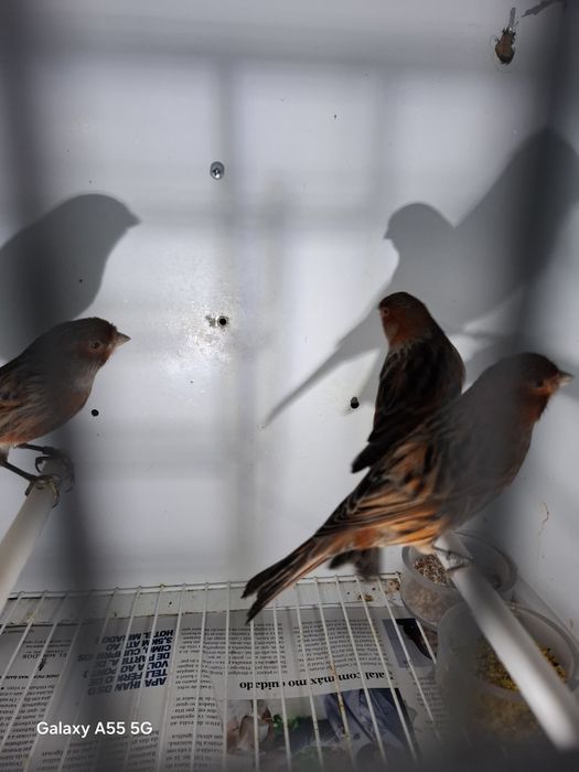 Canarios para venda 2025