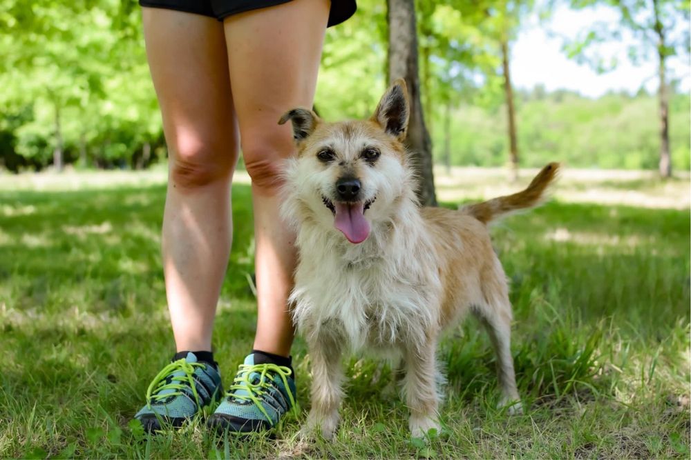 Karmin rudy szorstki piesek do adopcji