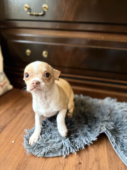 chihuahua femea bebe