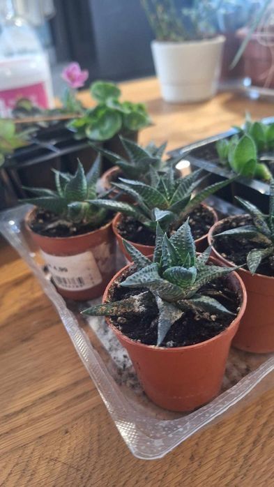 Haworsja Limifolia - sukulent