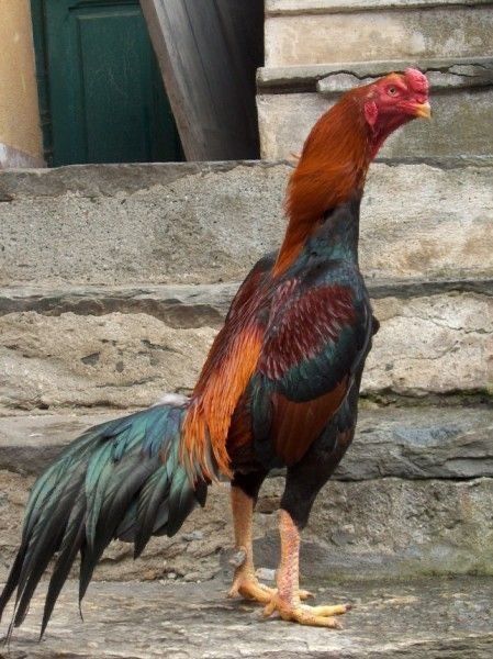 Galo orpington lindo