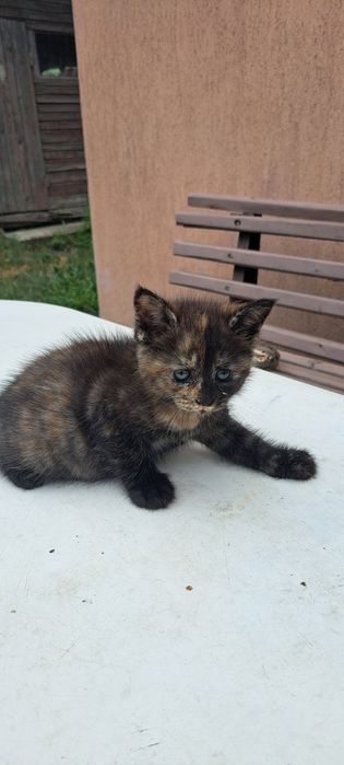 Продам кошечку мейн- кун