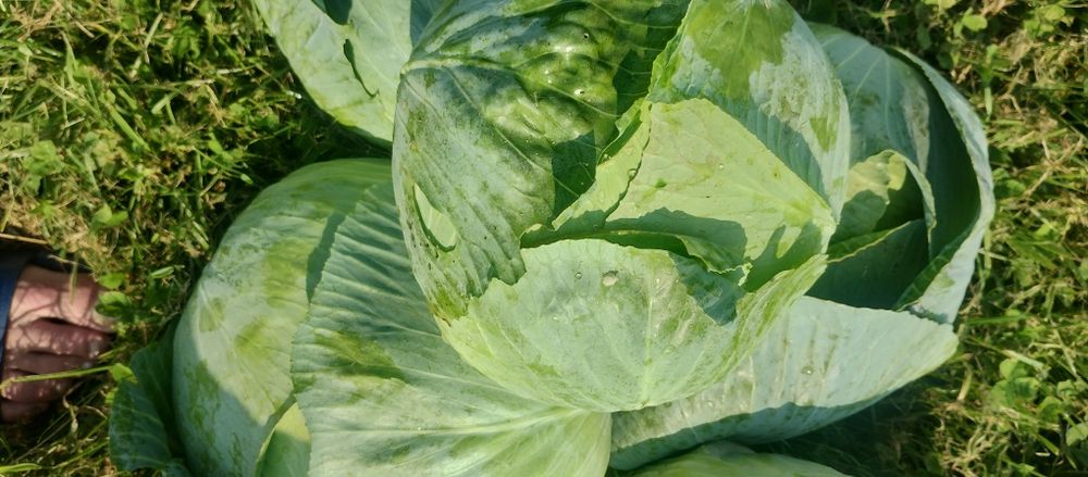 Kapusta Główki i inne Świeże Warzywa Prosto od Rolnika