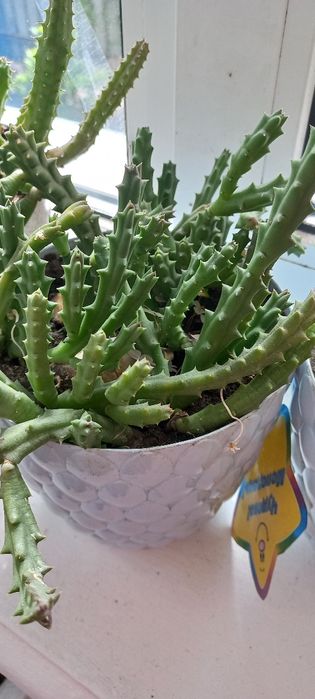 Сукуленти кактуси рослини вазони квіти