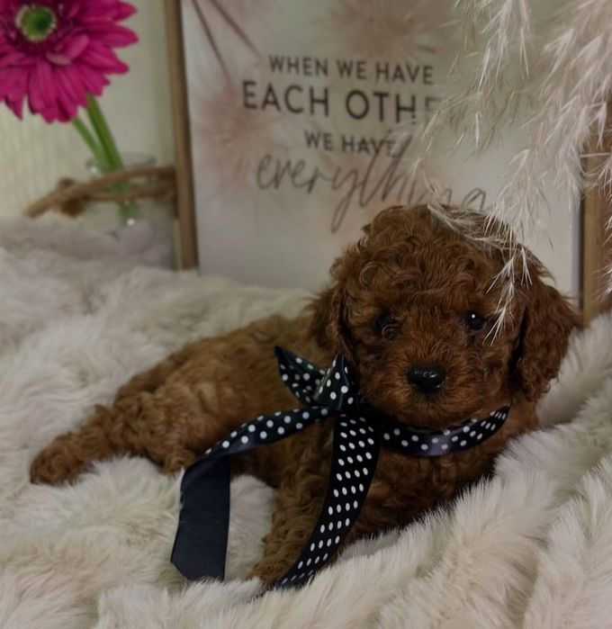 Той.    Пудель .малиш .