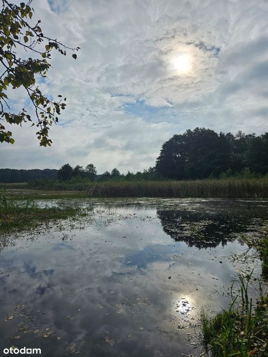 DZIAŁKA DLA DEWELOPERA z linią brzegową Narwi, 3592m², WZ na 3 domy
