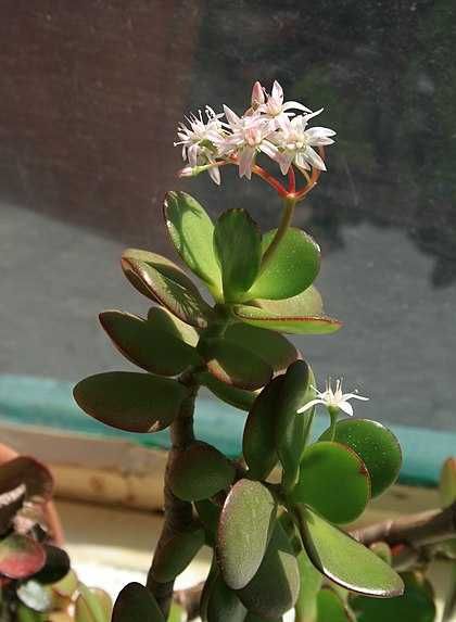 Suculentas - CRASSULA ovata / CRASSULA perforata e KALANCHOE tomentosa