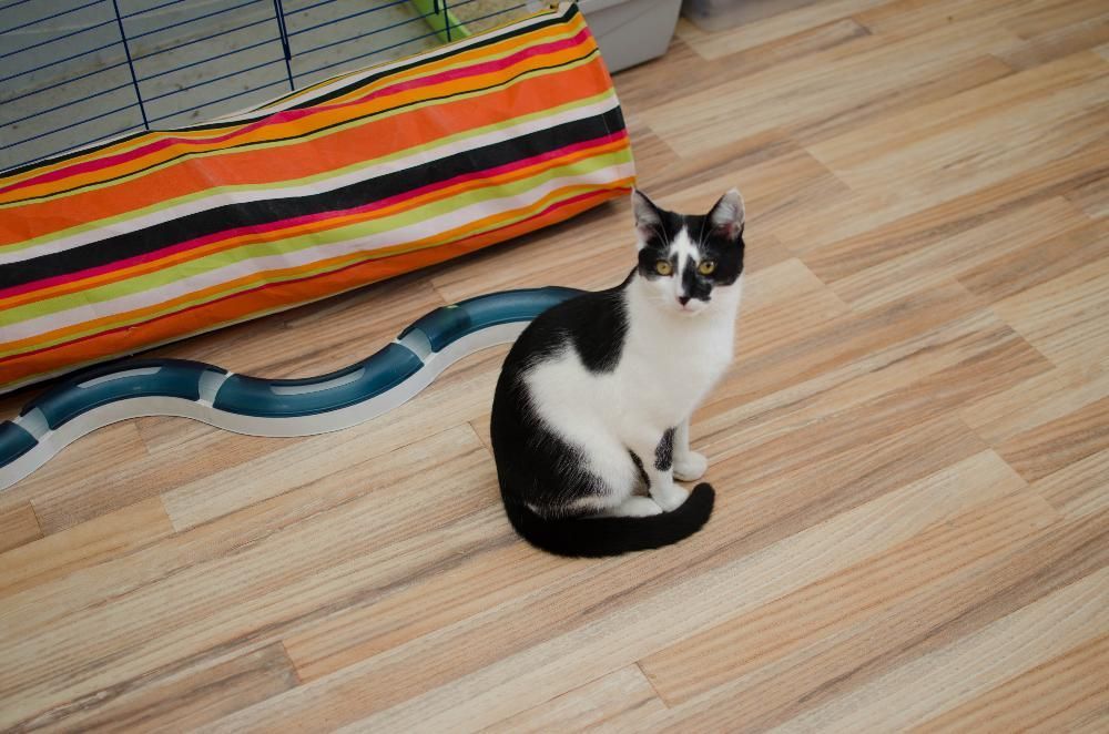 Malinowski z Fundacji MIASTO KOTÓW