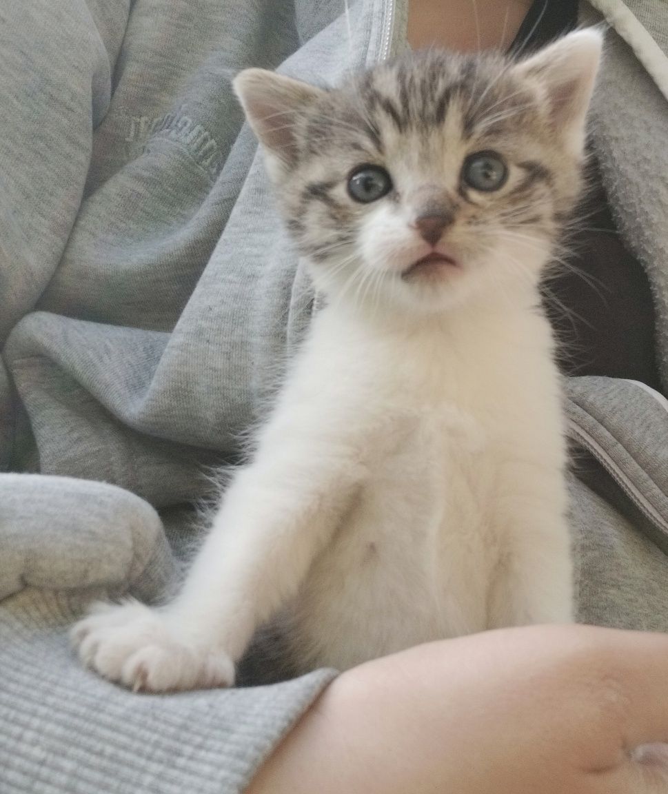 Kotka do adopcji