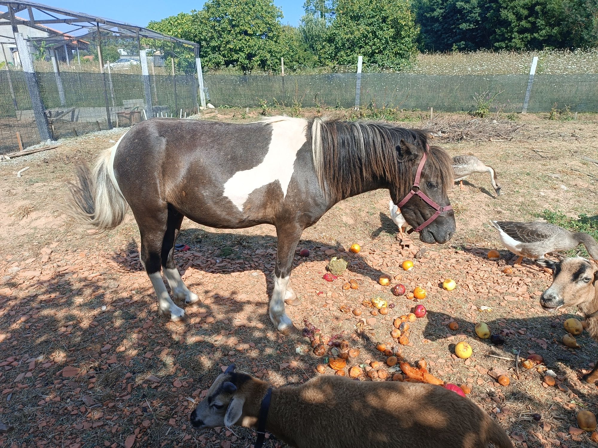 Cavalo Jovem macho