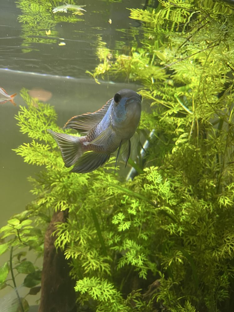 Acará Azul (Andinoacara pulcher) fêmea