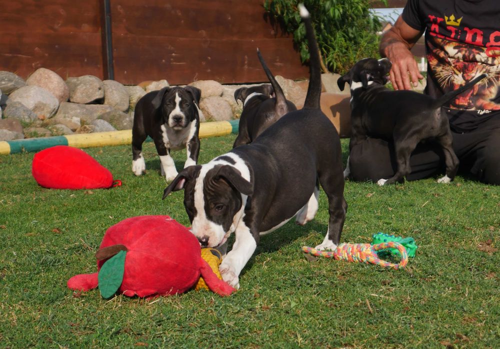 American Staffordshire Terrier ZKwP Amstaff FCI , mocny piesek WINETOO