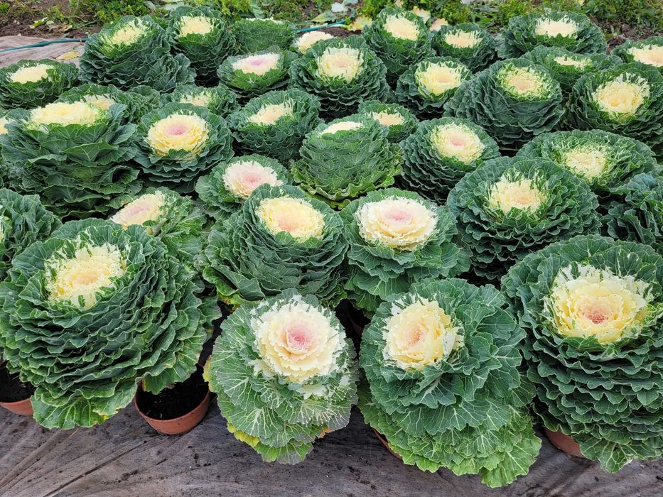 kapusta ozdobna - kwiat