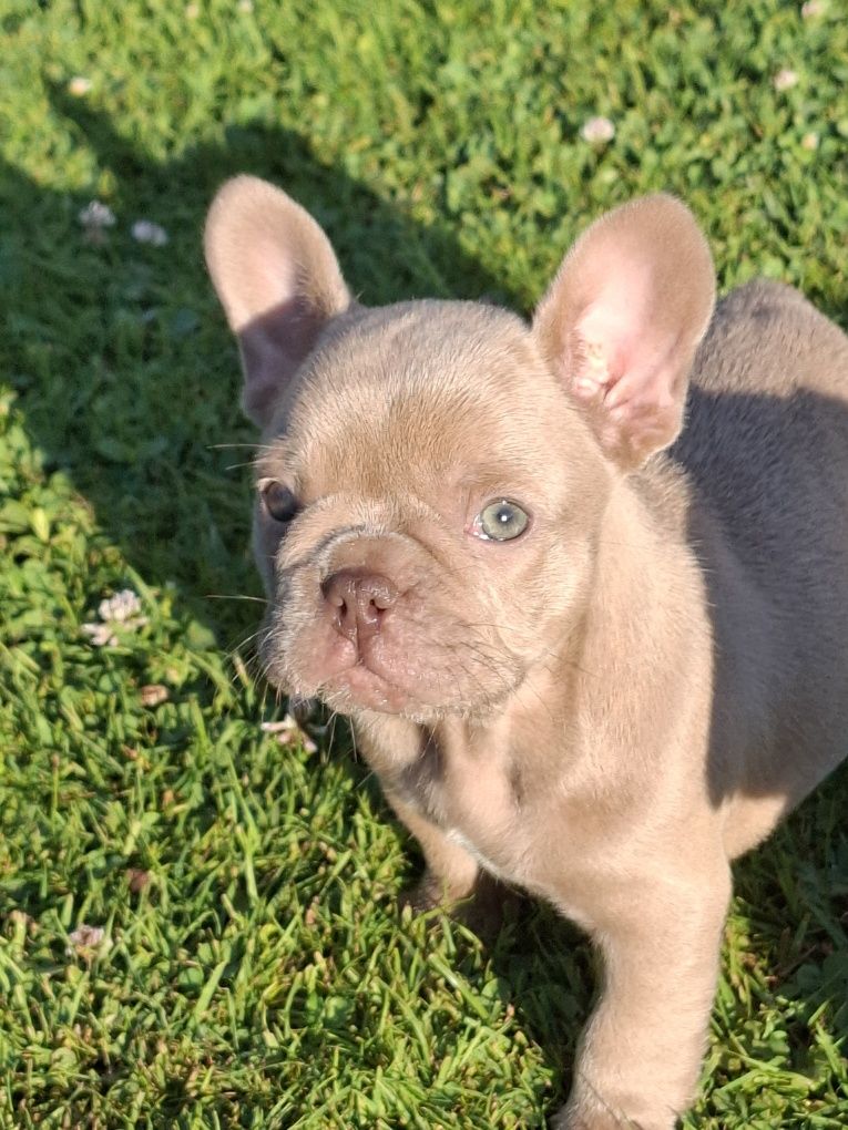 Buldog francuski Isabella