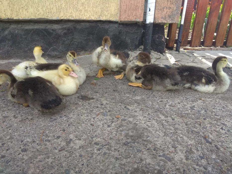 Індокачки живою вагою та індокаченята