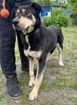 Молоденька дівчинка в пошуках дому
