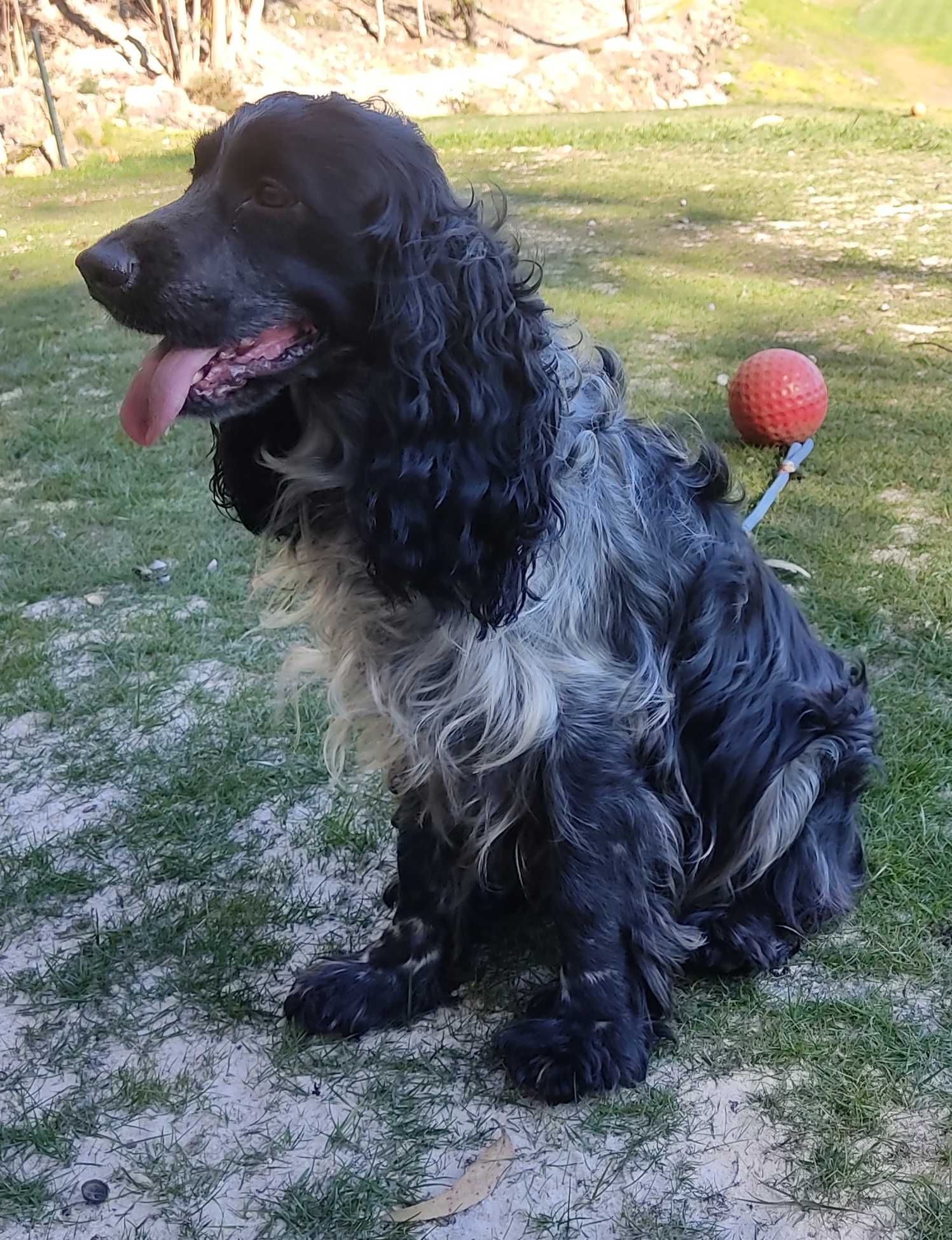 Macho Cocker Spaniel Azul Ruão