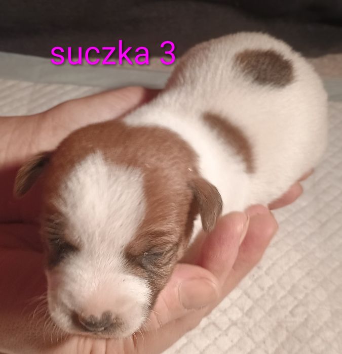 Suczka Jack Russell Terrier miot G
