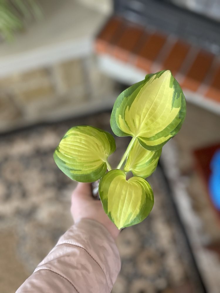 Хости уже в продажі для саду