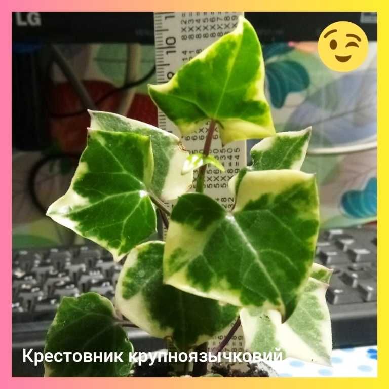 Крестовник крупноязычковый