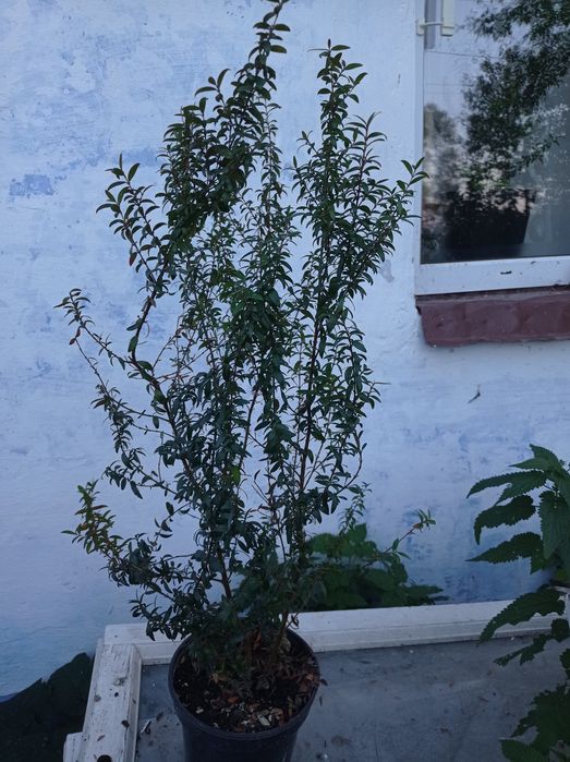 Мірти вазони дрмашні