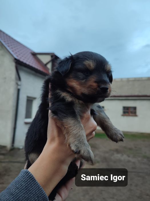 Szczeniaki do adopcji
