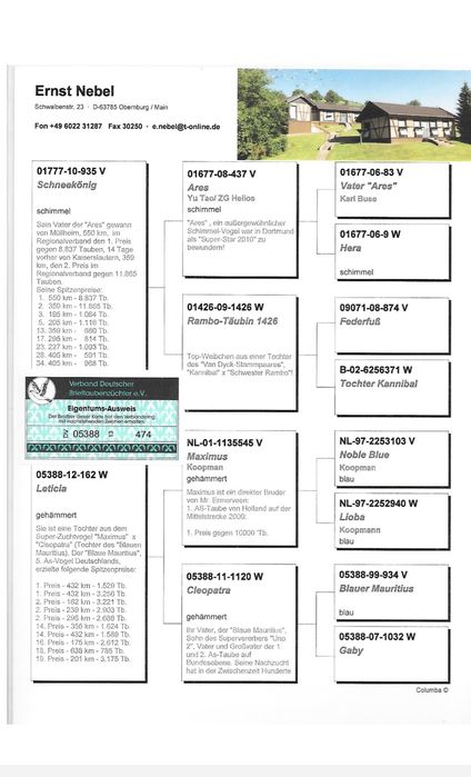 Gołąb pocztowy Samica Artur Frackowiak,, Super Top,, 474,,