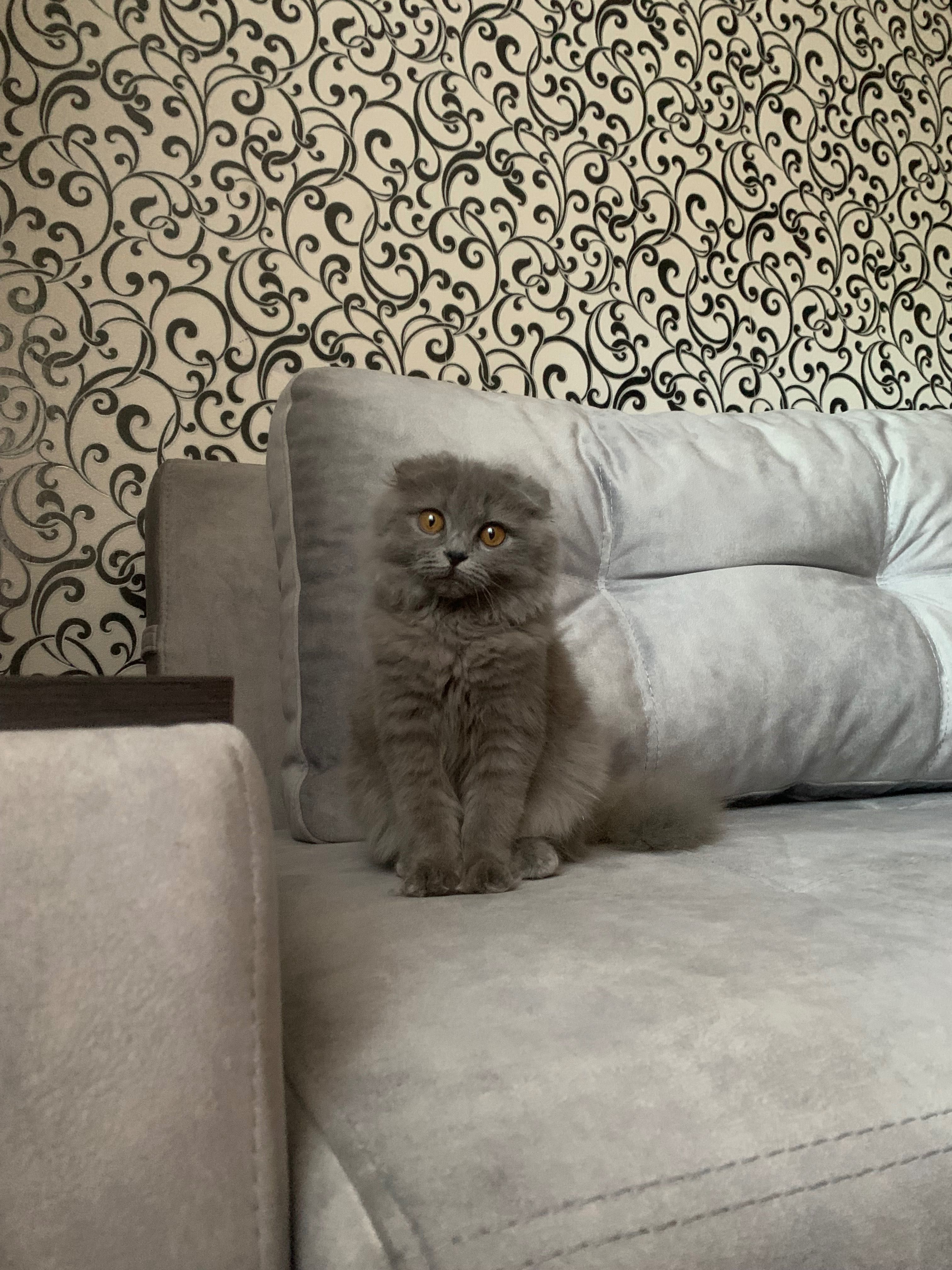 Продаж кошенят( 2 хлопчика)