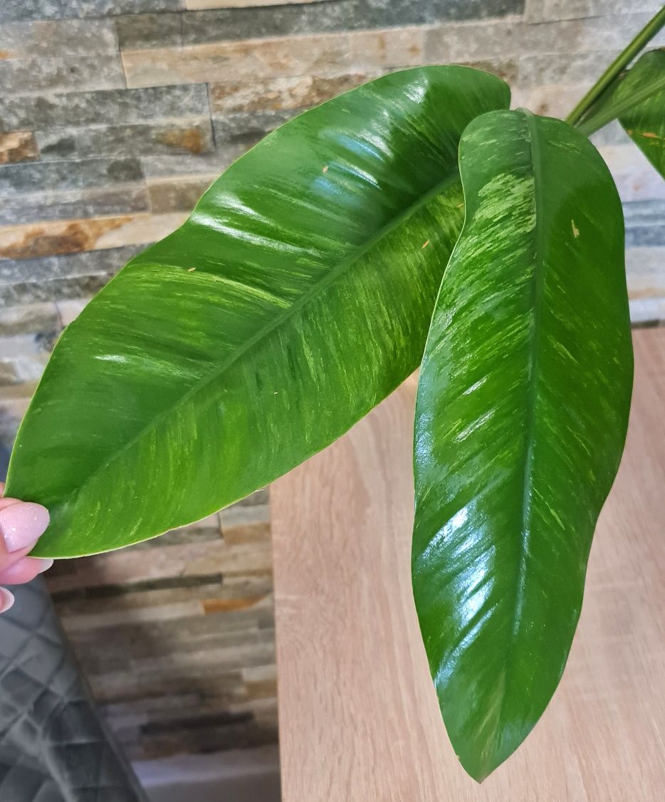 Epipremnum Giganteum marble var,5liści