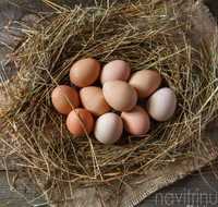 Домашни куриние яйця