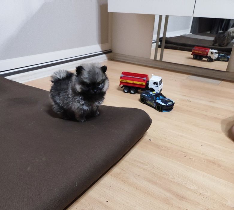 Померанский шпиц -